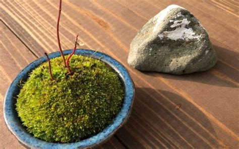 苔蘚盆景|苔盆栽の作り方｜育て方は難しい？水やりや植え替え 